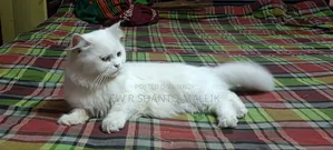 ১+ বছর বয়সী ফিমেল পিওরব্রেড পার্সিয়ান
