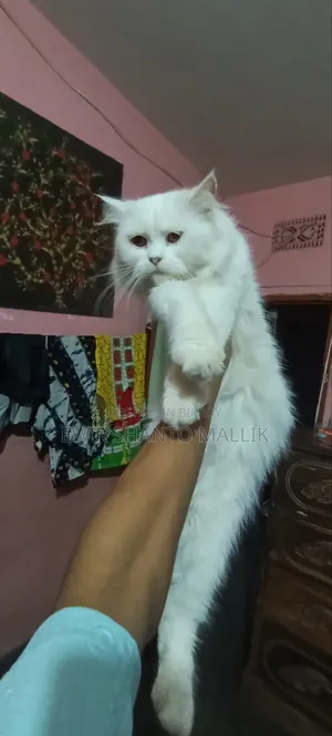 1+ Year Female Purebred Persian