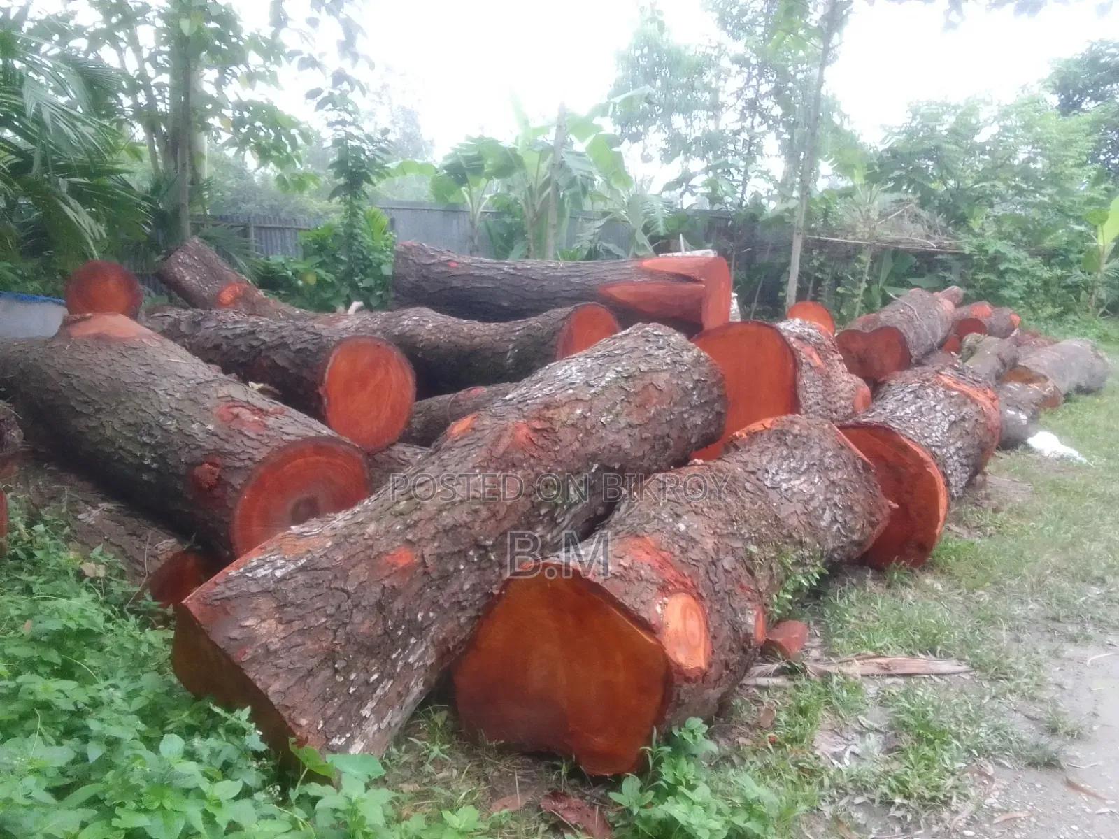 মেহগুনী গুলাই