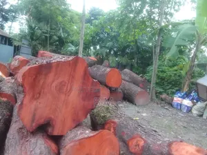মেহগুনী গুলাই