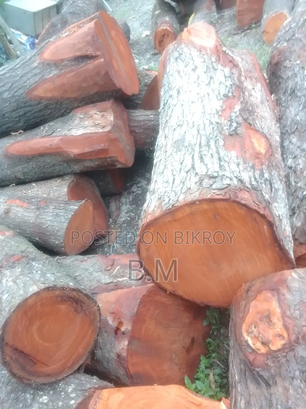 মেহগুনী গুলাই