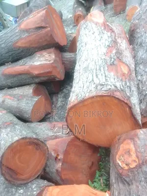 মেহগুনী গুলাই