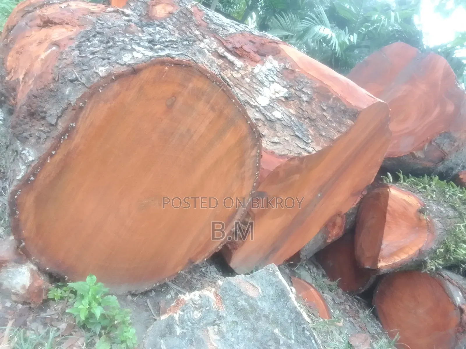 মেহগুনী গুলাই