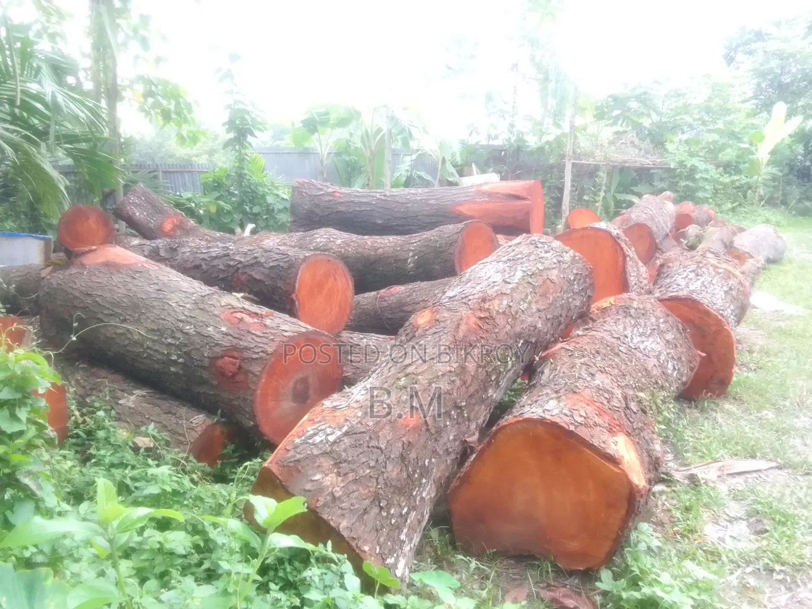 মেহগুনী গুলাই