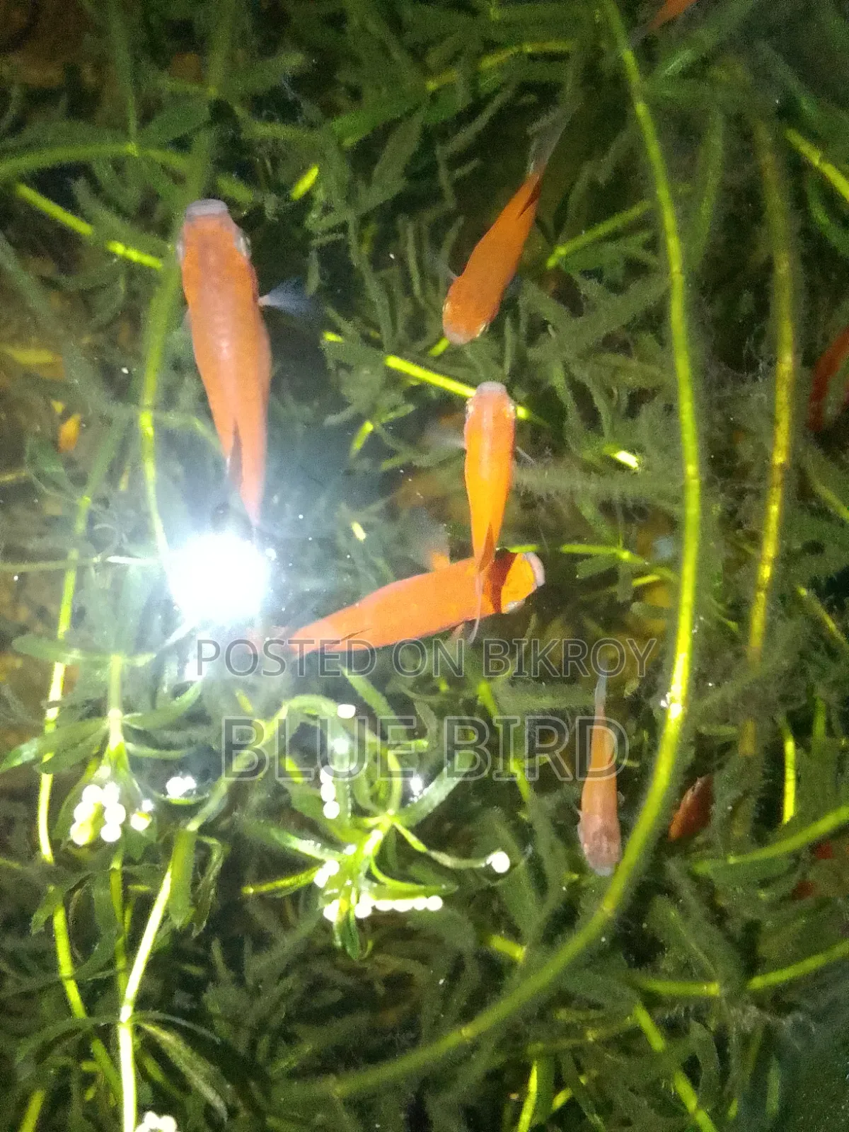 একুরিয়াম ফিস (প্লাটি, গাপ্পী)