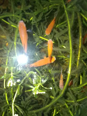 একুরিয়াম ফিস (প্লাটি, গাপ্পী)
