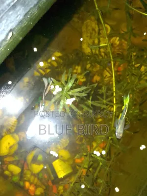একুরিয়াম ফিস (প্লাটি, গাপ্পী)