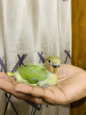 টেম সাইজ লাভ বার্ডস বেবি