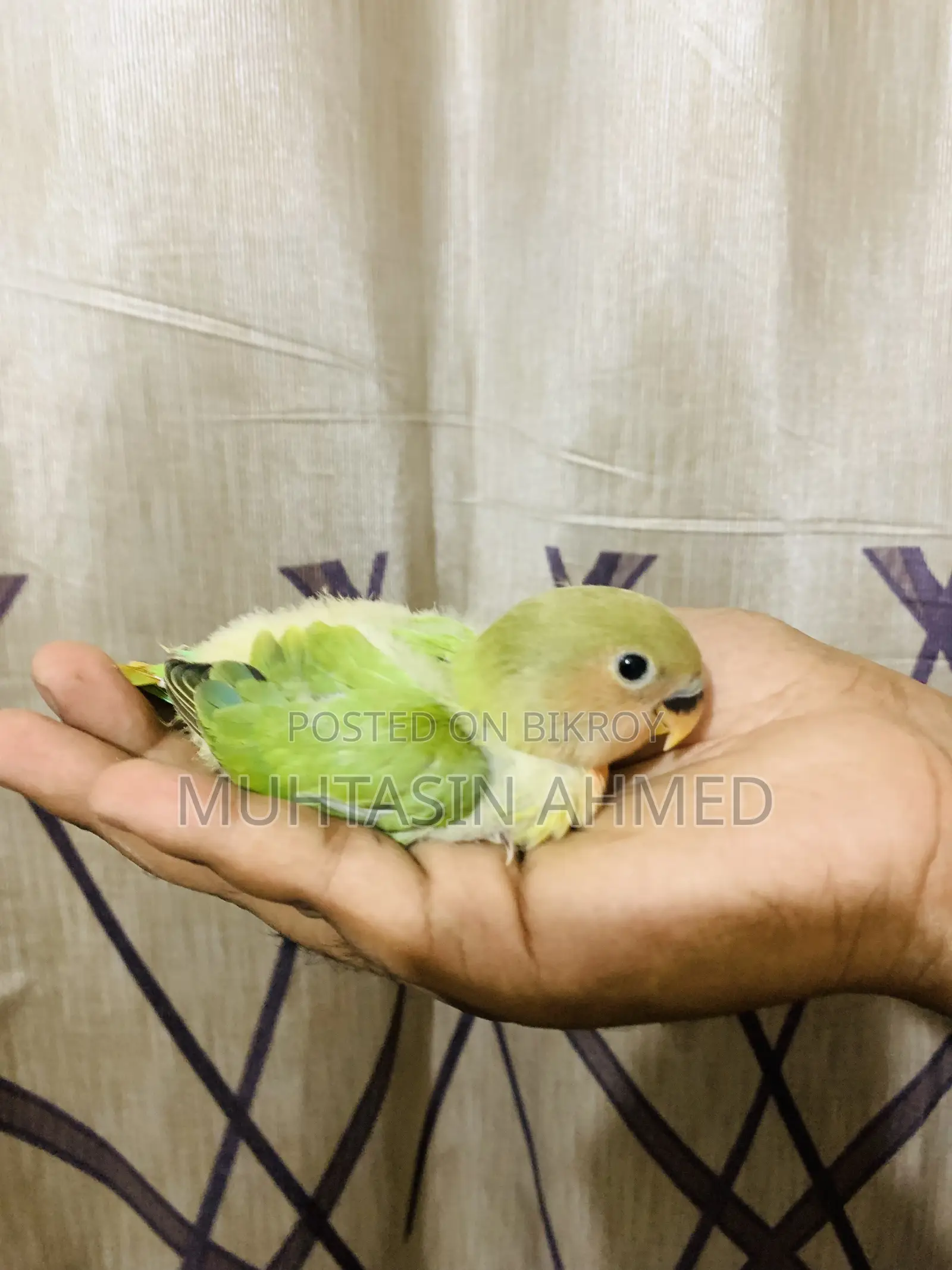 টেম সাইজ লাভ বার্ডস বেবি