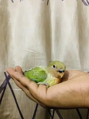 টেম সাইজ লাভ বার্ডস বেবি