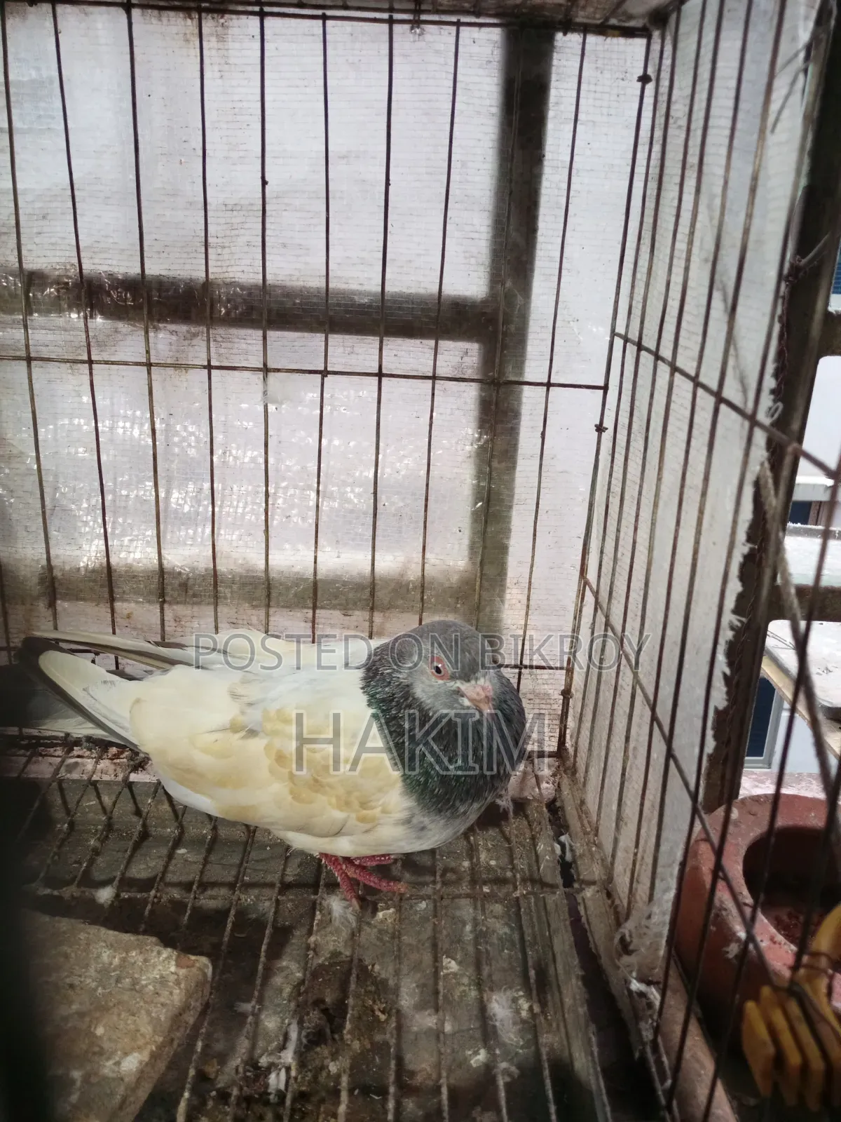 সবুজ গোলা
