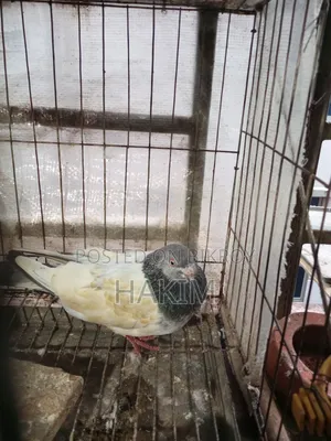সবুজ গোলা