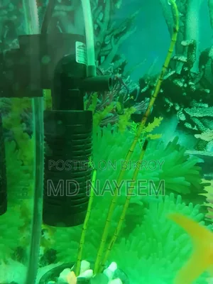 একুরিয়াম নিন মাছ সহ এবং পাওয়ার ফিল্টার ও অক্সিজেন সাথে আছে।