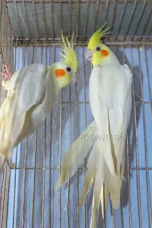 ককাটেইল জুড়া লোটিনো (রেড আই)