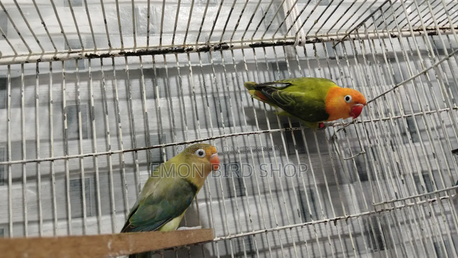 Lovebird Pair
