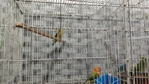 Lovebird Pair
