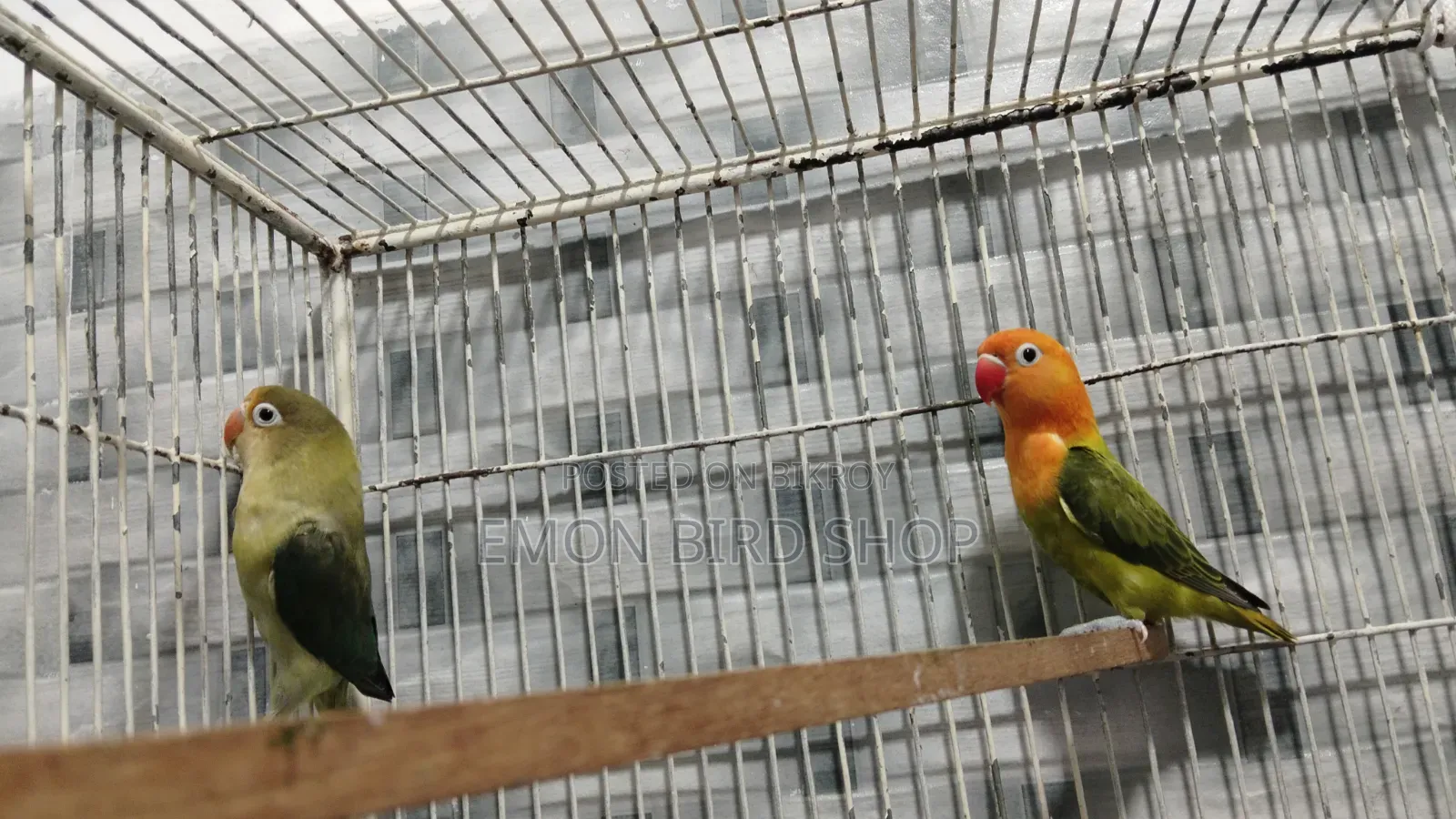 Lovebird Pair