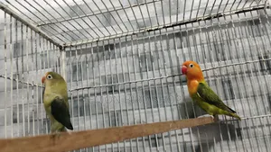 Lovebird Pair