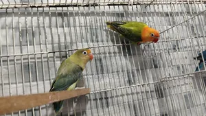 Lovebird Pair