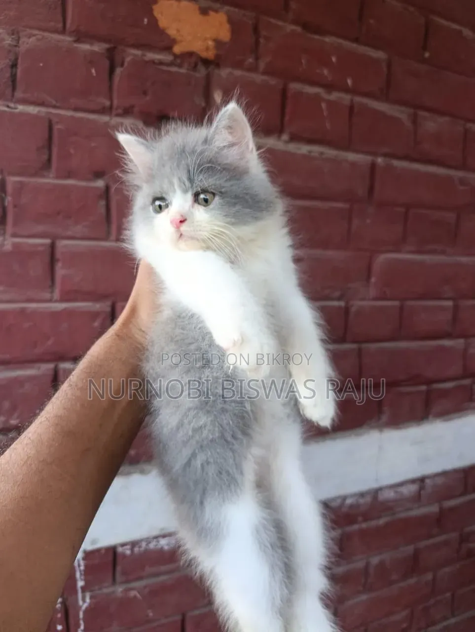 1-3 Months Male Purebred Persian