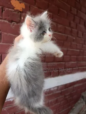 1-3 Months Male Purebred Persian