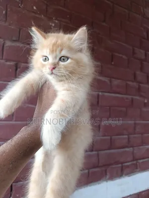1-3 Months Female Purebred Persian