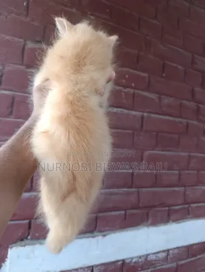 1-3 Months Female Purebred Persian