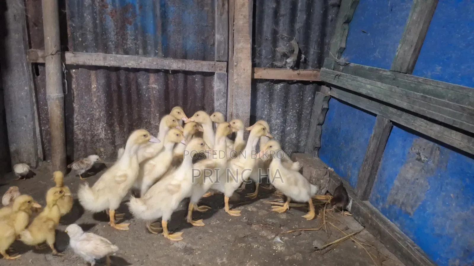 Belgium Ducklings for Sale
