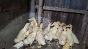 Belgium Ducklings for Sale