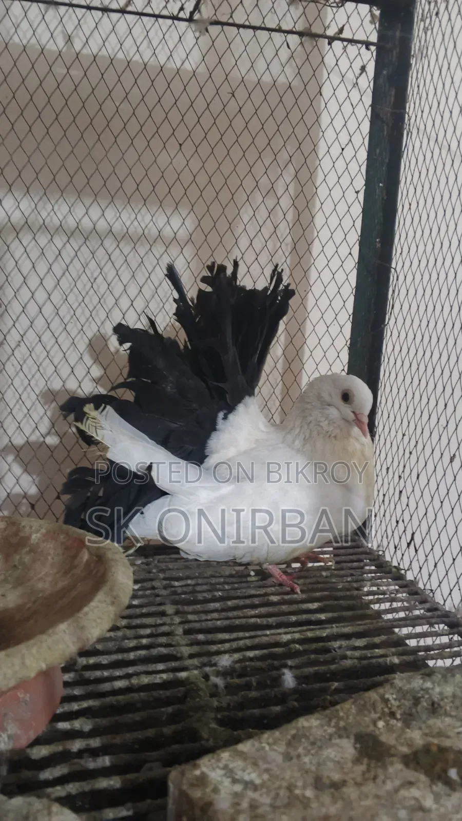 ২ জোড়া কবুতর বিক্রয় করা হবে