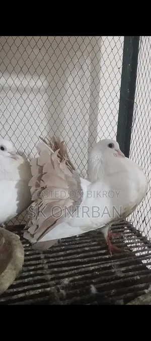 ২ জোড়া কবুতর বিক্রয় করা হবে