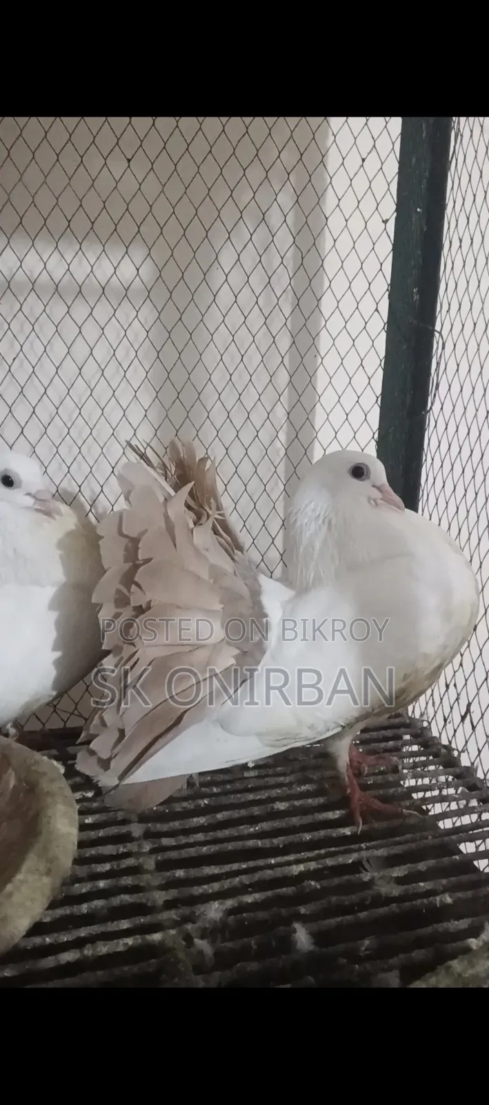২ জোড়া কবুতর বিক্রয় করা হবে