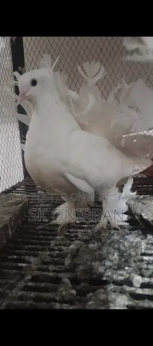 ২ জোড়া কবুতর বিক্রয় করা হবে
