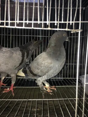 Pigeons for sale