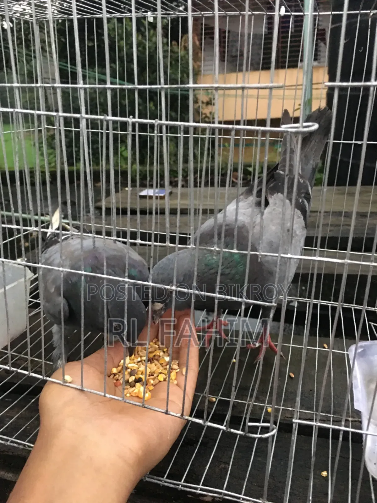 Pigeons for sale