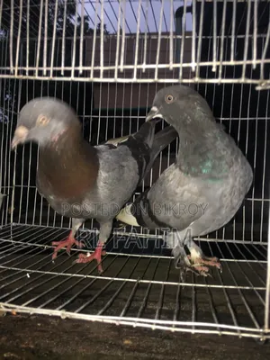 Pigeons for sale