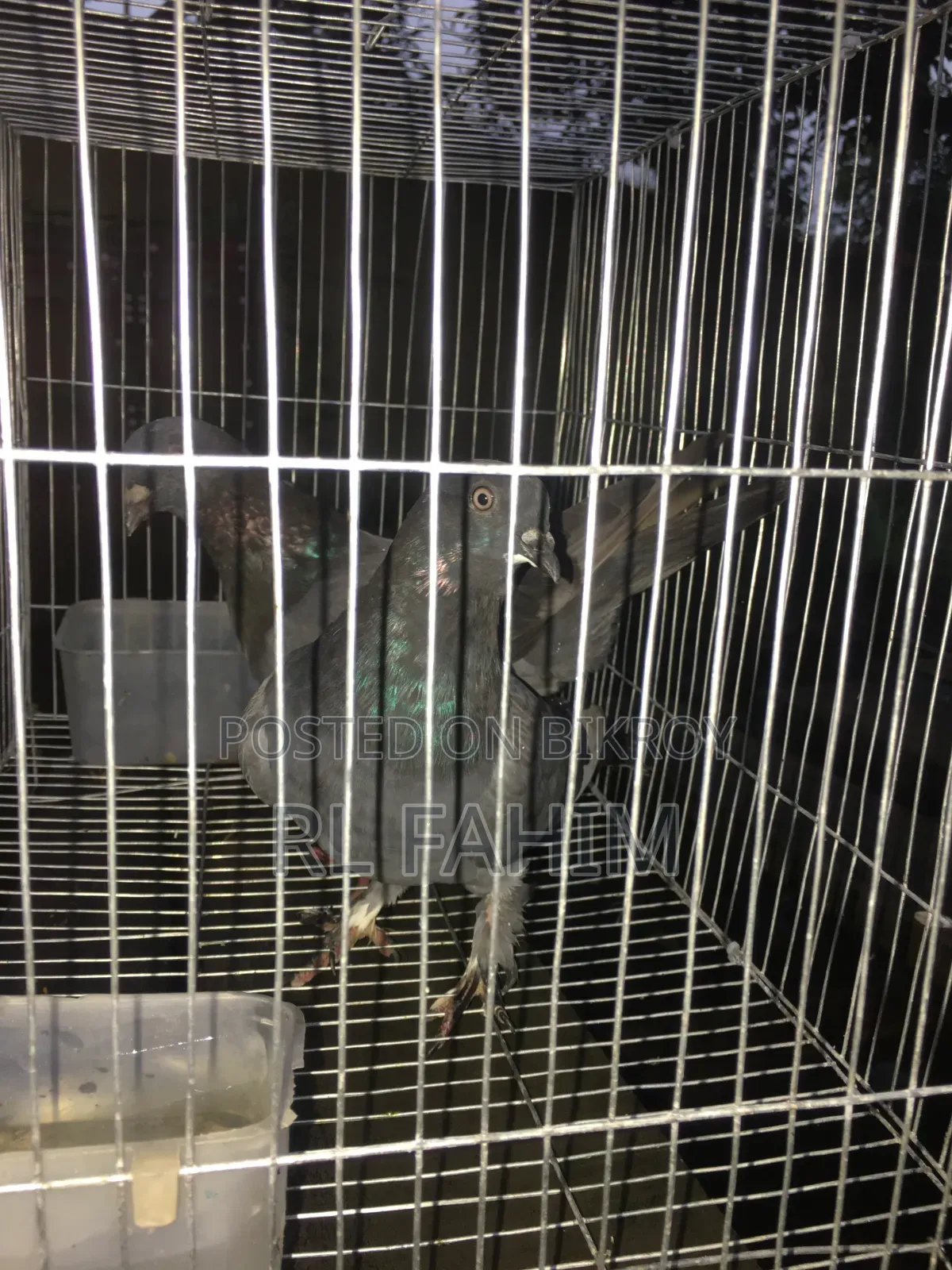 Pigeons for sale