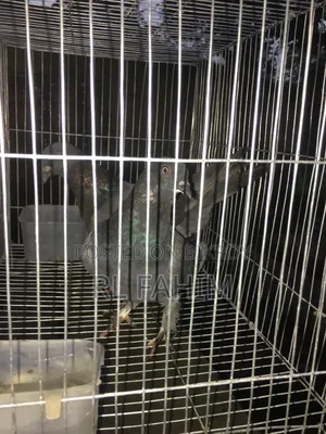 Pigeons for sale