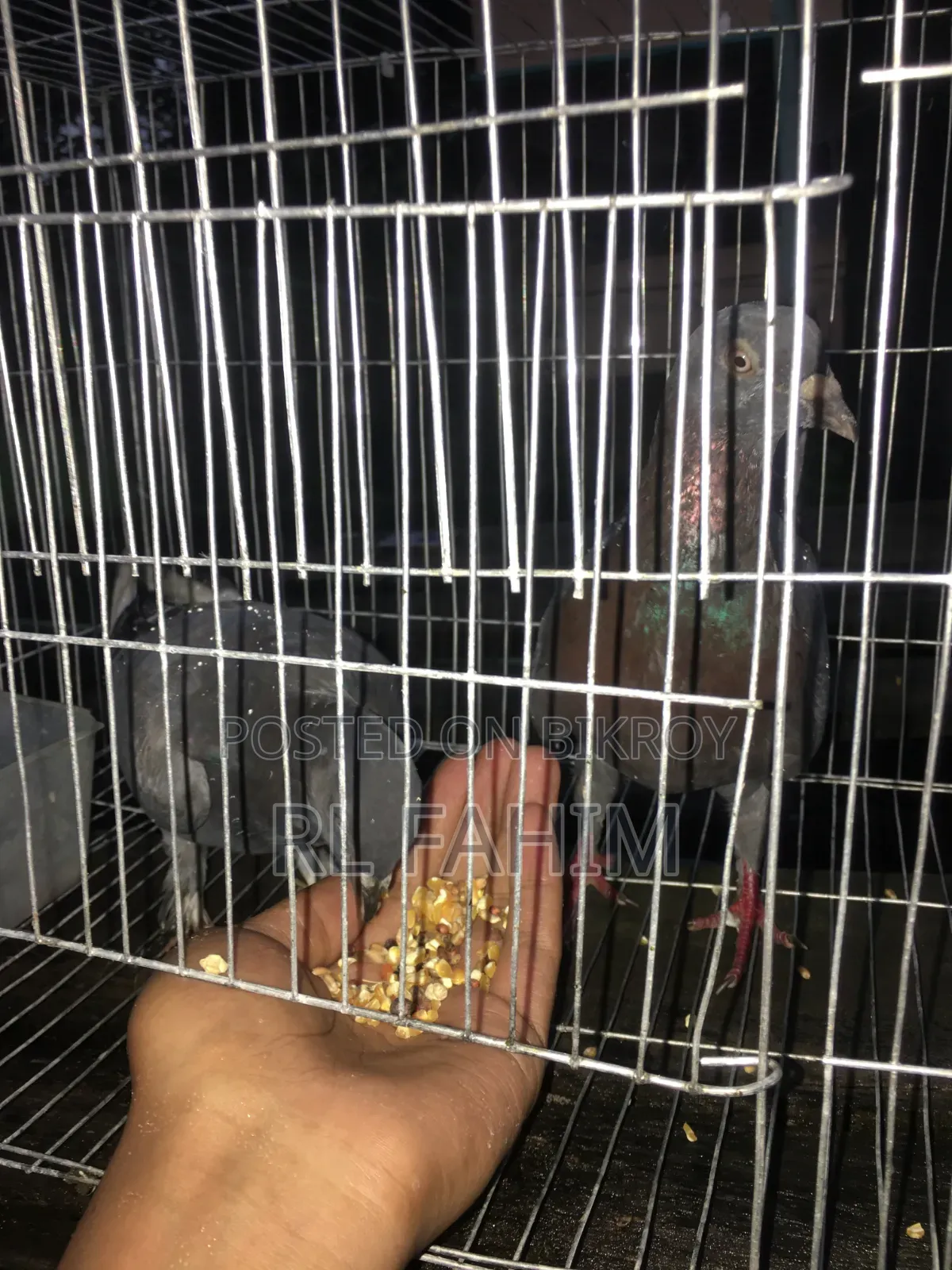 Pigeons for sale