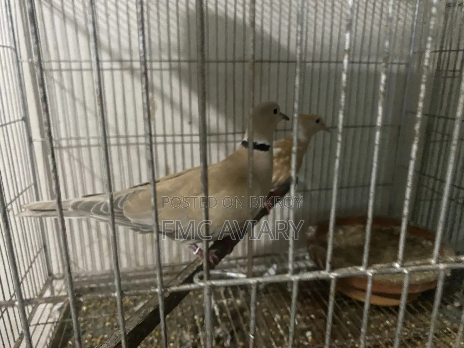 Australian Dove Running Pair