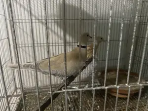 Australian Dove Running Pair