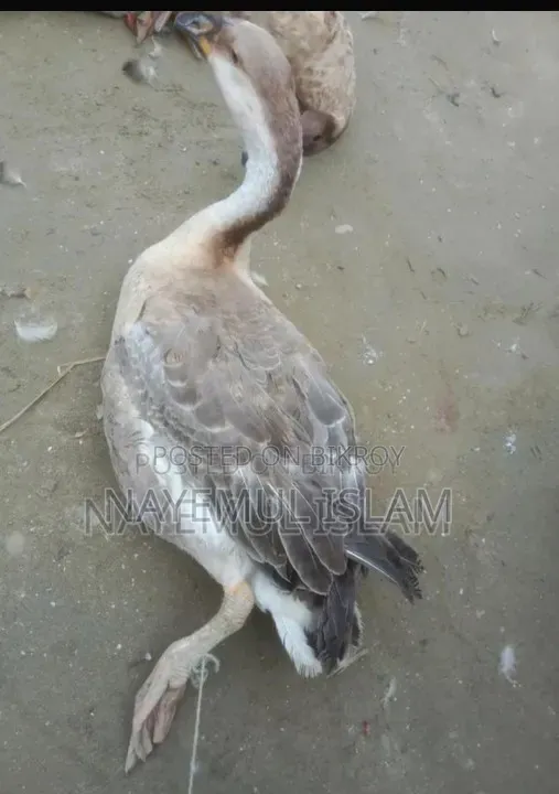 A male Raj Hans (Swan) weighing about 5kg