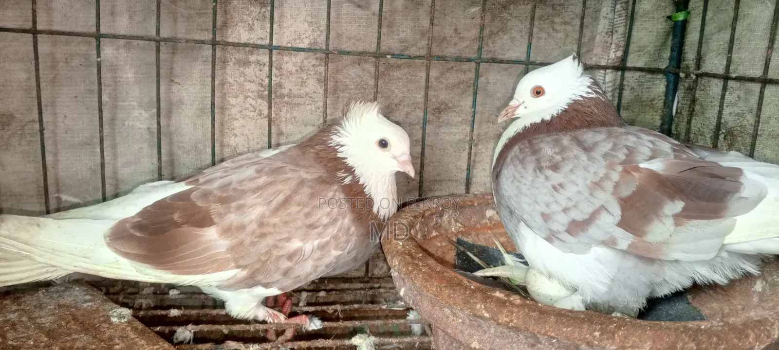 Approximately 15 pairs of pigeons with egg/chick guarantee for sale