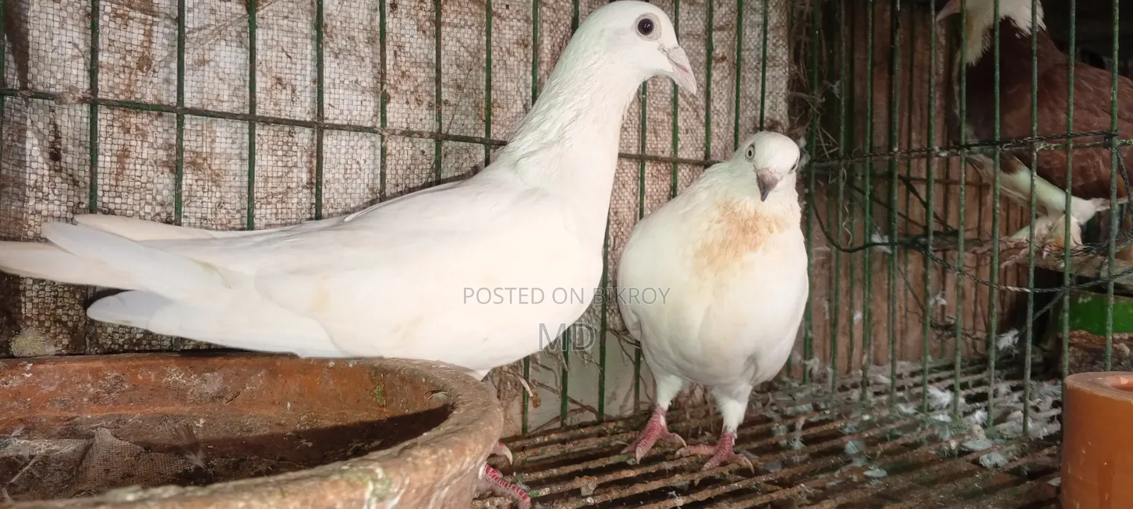 Approximately 15 pairs of pigeons with egg/chick guarantee for sale