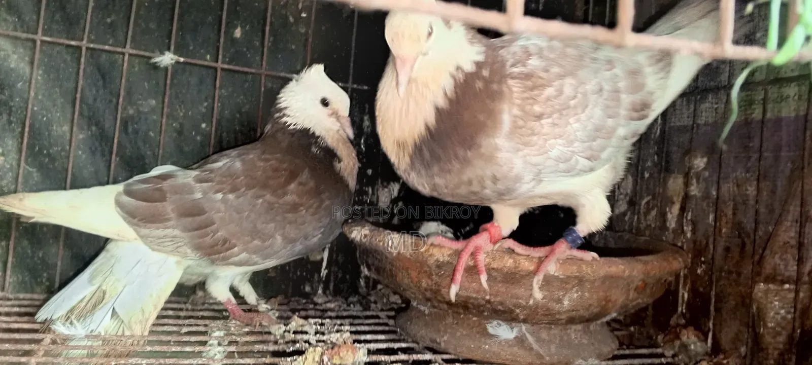 Approximately 15 pairs of pigeons with egg/chick guarantee for sale