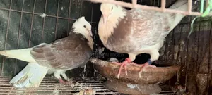 Approximately 15 pairs of pigeons with egg/chick guarantee for sale