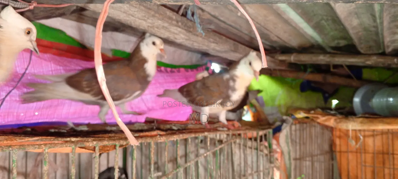 Approximately 15 pairs of pigeons with egg/chick guarantee for sale