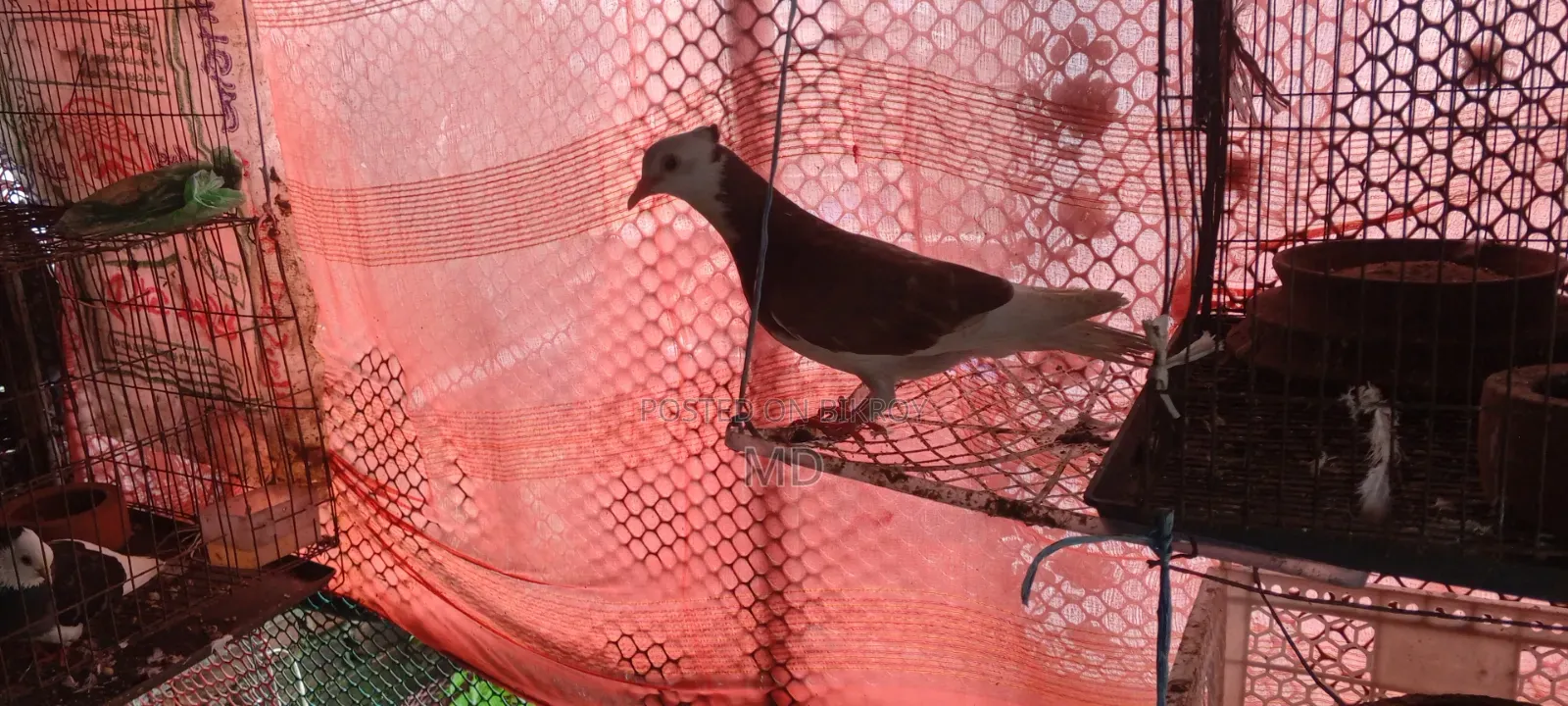 Approximately 15 pairs of pigeons with egg/chick guarantee for sale