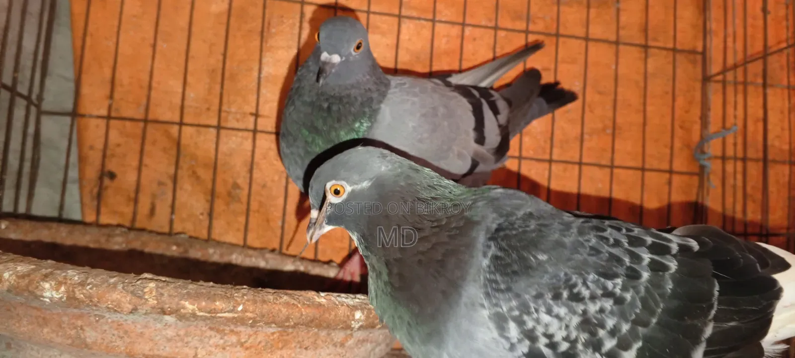 Approximately 15 pairs of pigeons with egg/chick guarantee for sale