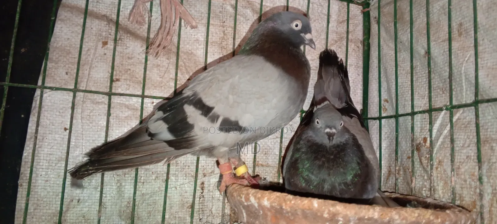 Approximately 15 pairs of pigeons with egg/chick guarantee for sale